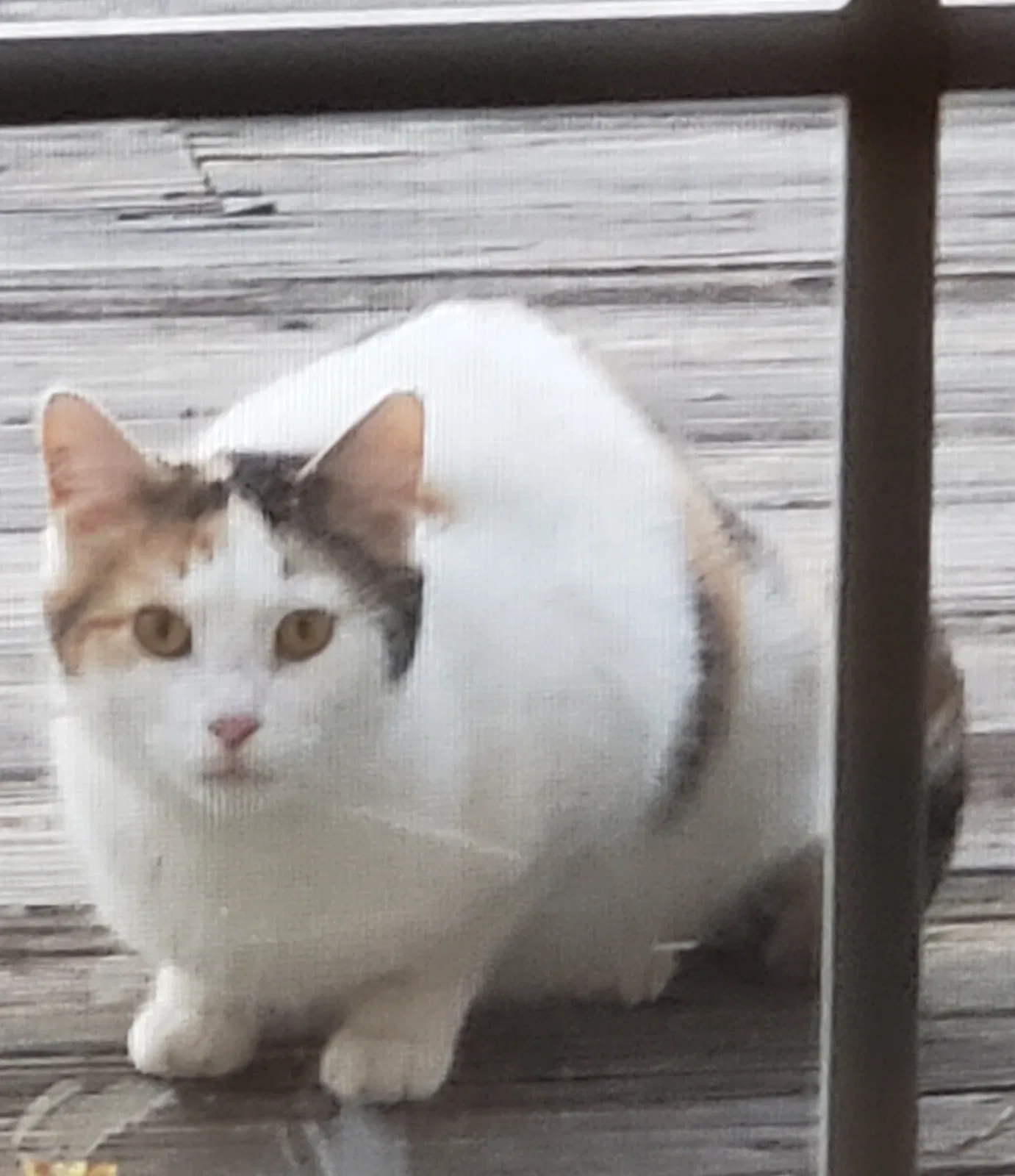 Found cat in Elkview, WV, 25071