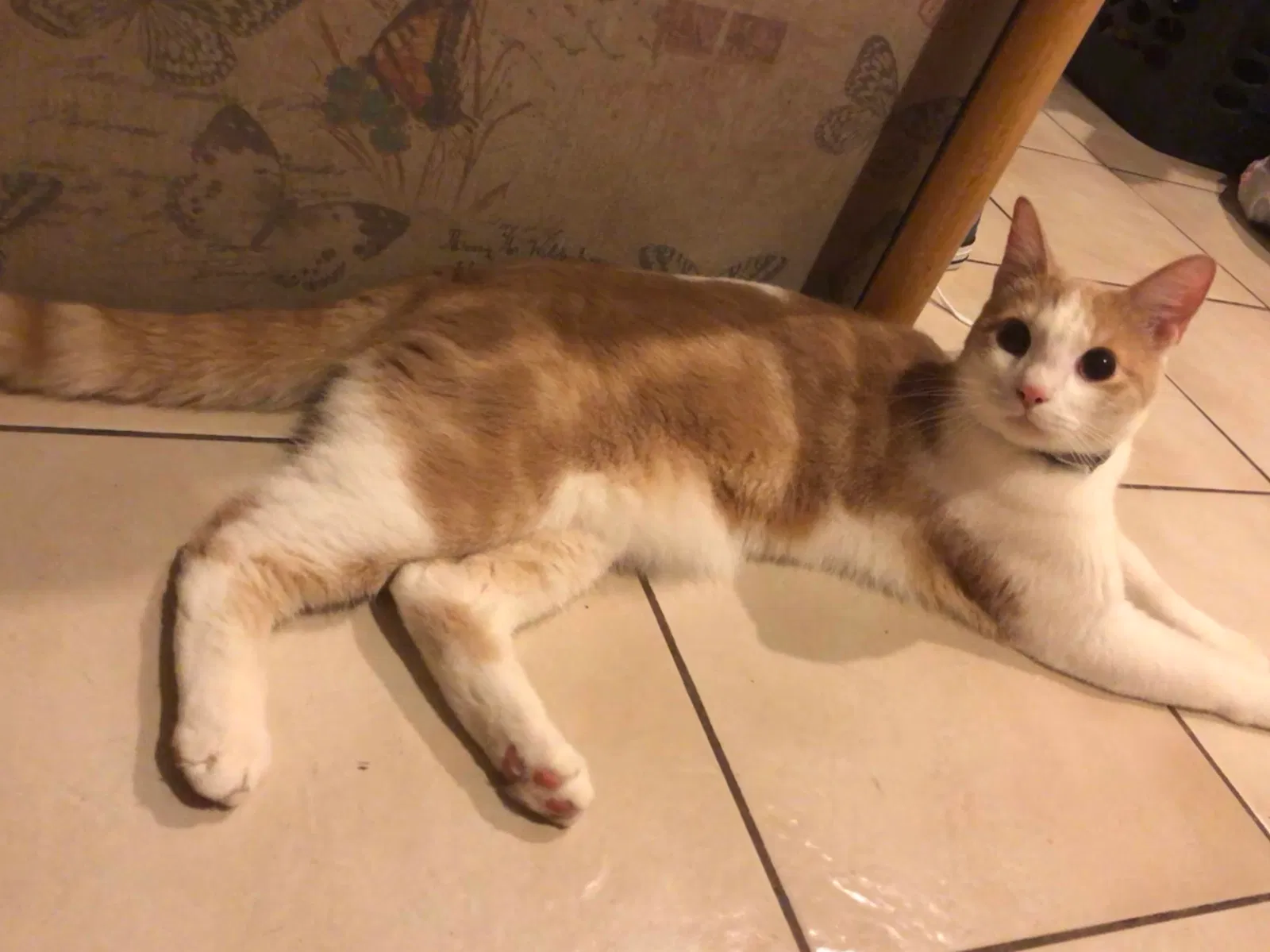 Lost cat in San Francisco, CA, 94112
