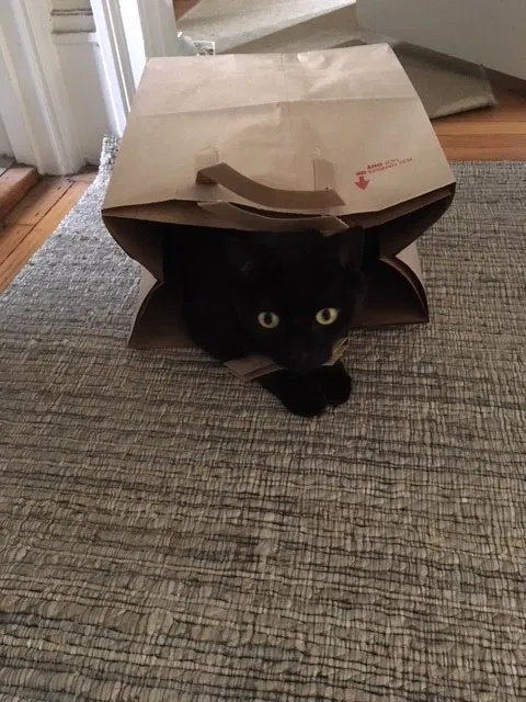 Lost cat in Oakland, CA, 94610