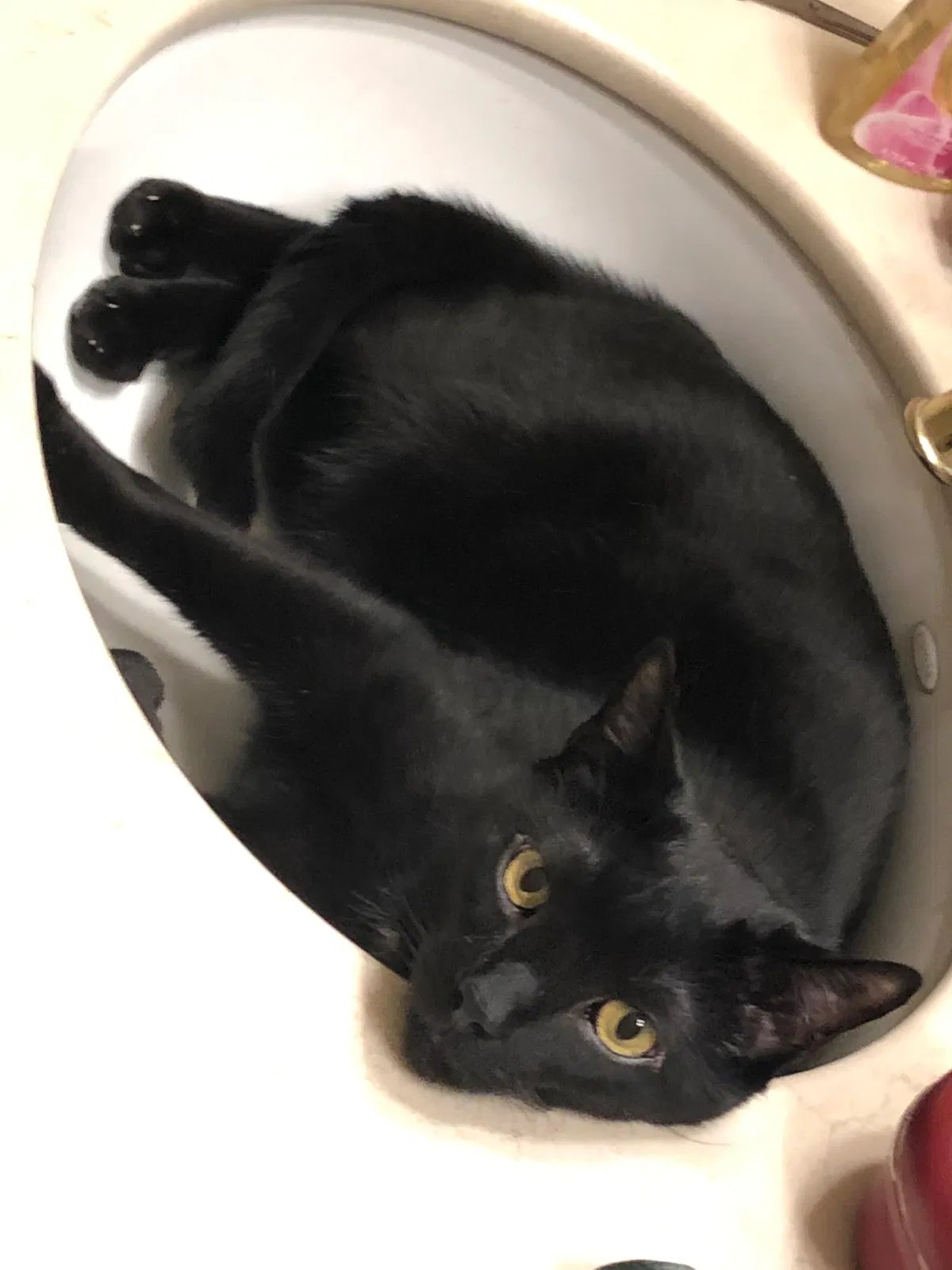 Lost cat in Newark, DE, 19711