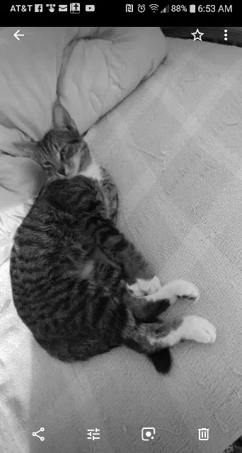 Lost cat in Whittier, CA, 90605