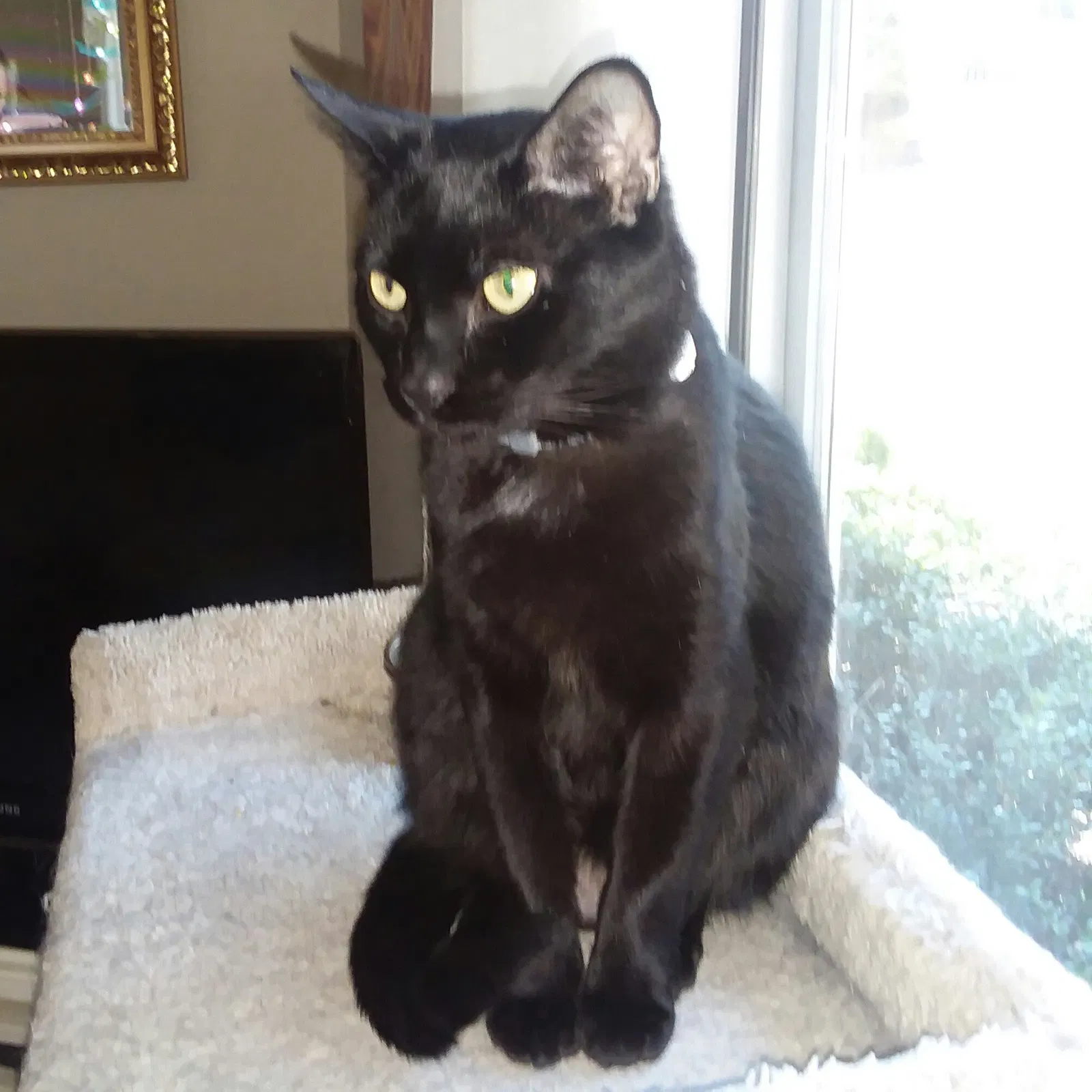 Found cat in Henrico, VA, 23229