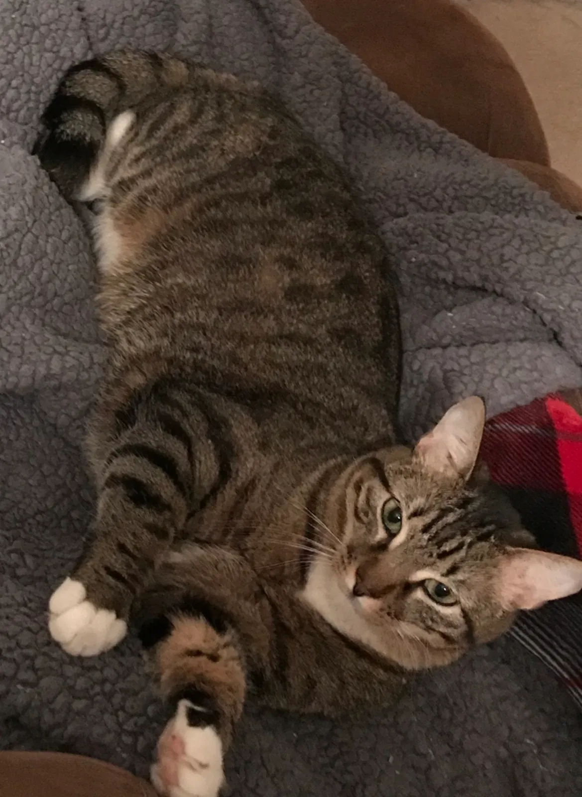 Lost cat in Lafayette, LA, 70508
