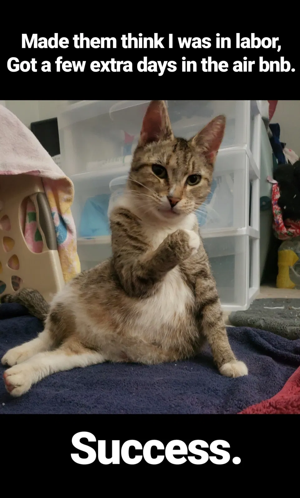 Found cat in Norfolk, VA, 23504
