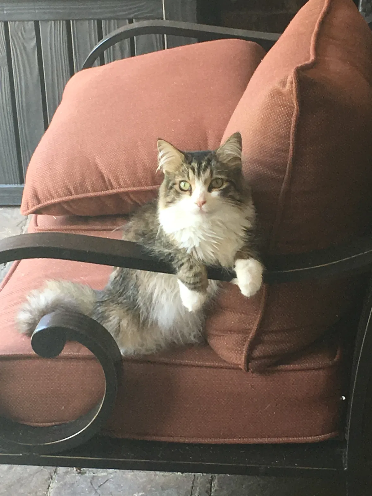 Lost cat in Rogers, AR, 72758