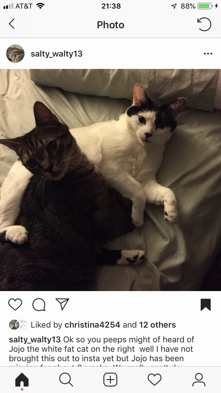 Lost cat in South River, NJ, 8882