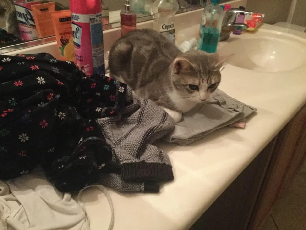 Lost cat in Las Vegas, NV, 89122