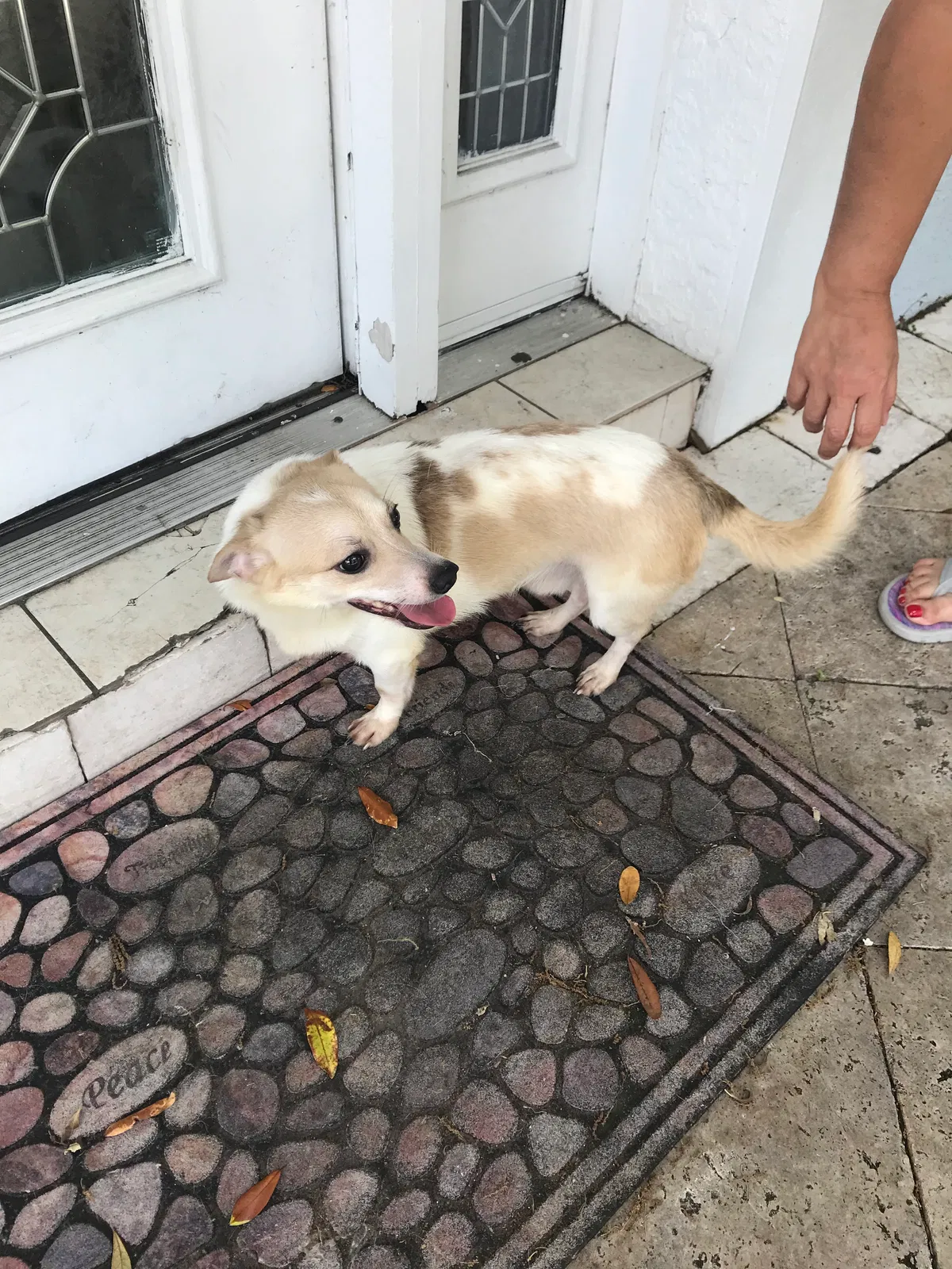 Found dog in Tampa, FL, 33612