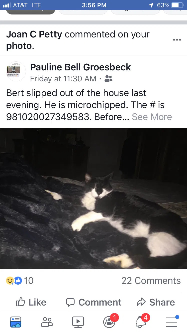 Lost cat in Ogden, UT, 84403