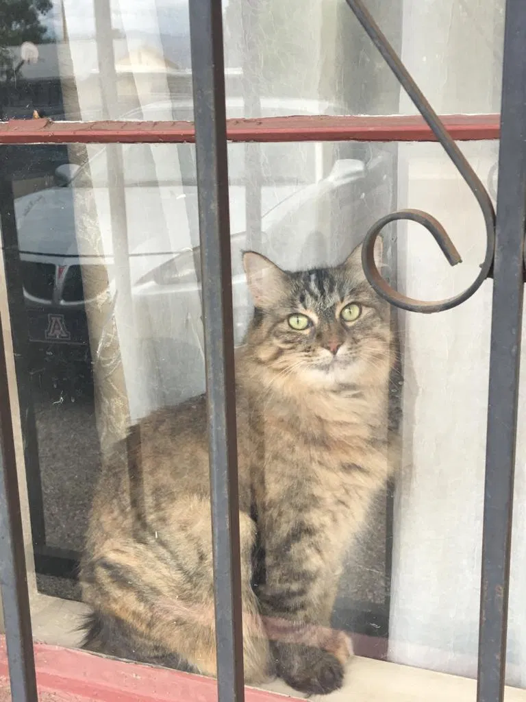 Lost cat in Tucson, AZ, 85739