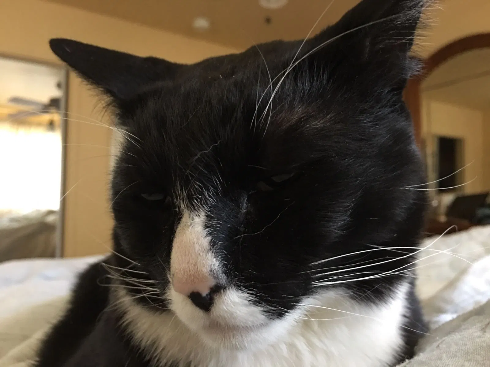 Lost cat in Tucson, AZ, 85739