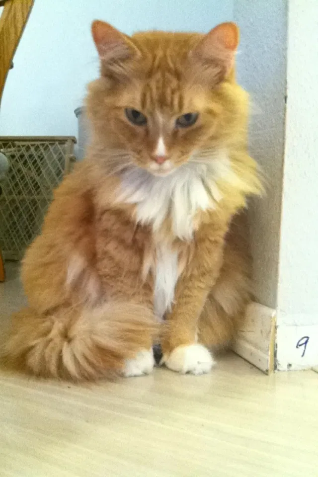 Lost cat in Camas, WA, 98607