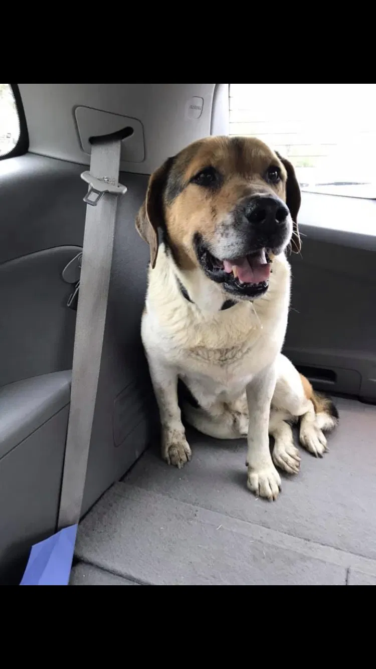 Found dog in Little Rock, AR, 72210