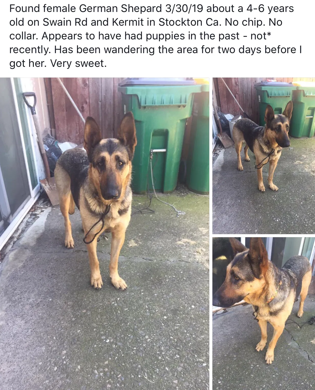Found dog in Stockton, CA, 95207