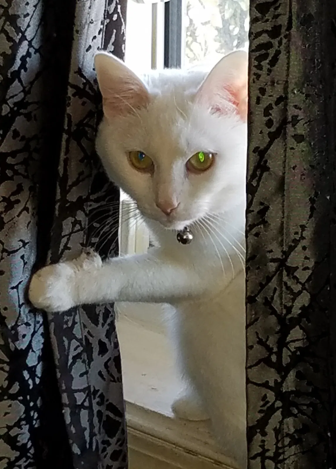 Lost cat in Dundalk, MD, 21222