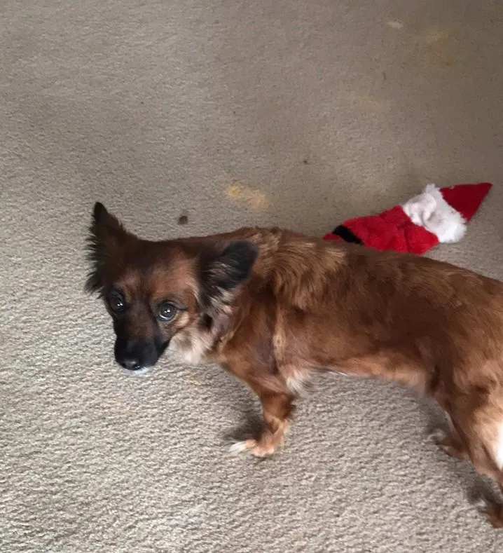 Lost dog in Wichita, KS, 67216