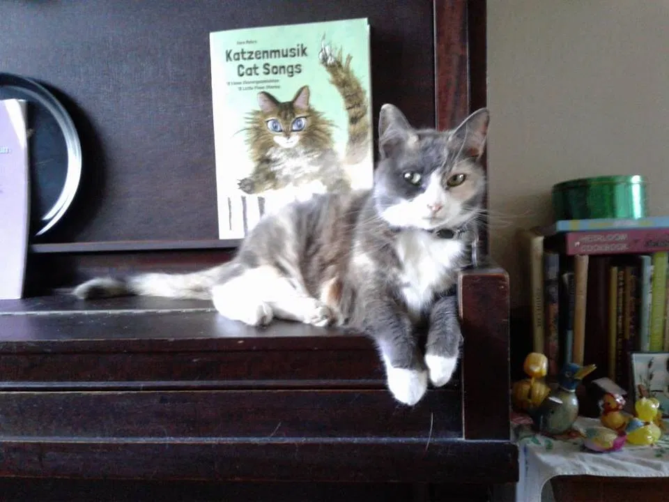 Lost cat in Portland, OR, 97206