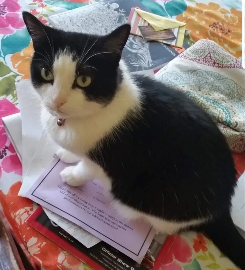 Lost cat in Frankfort, IL, 60423