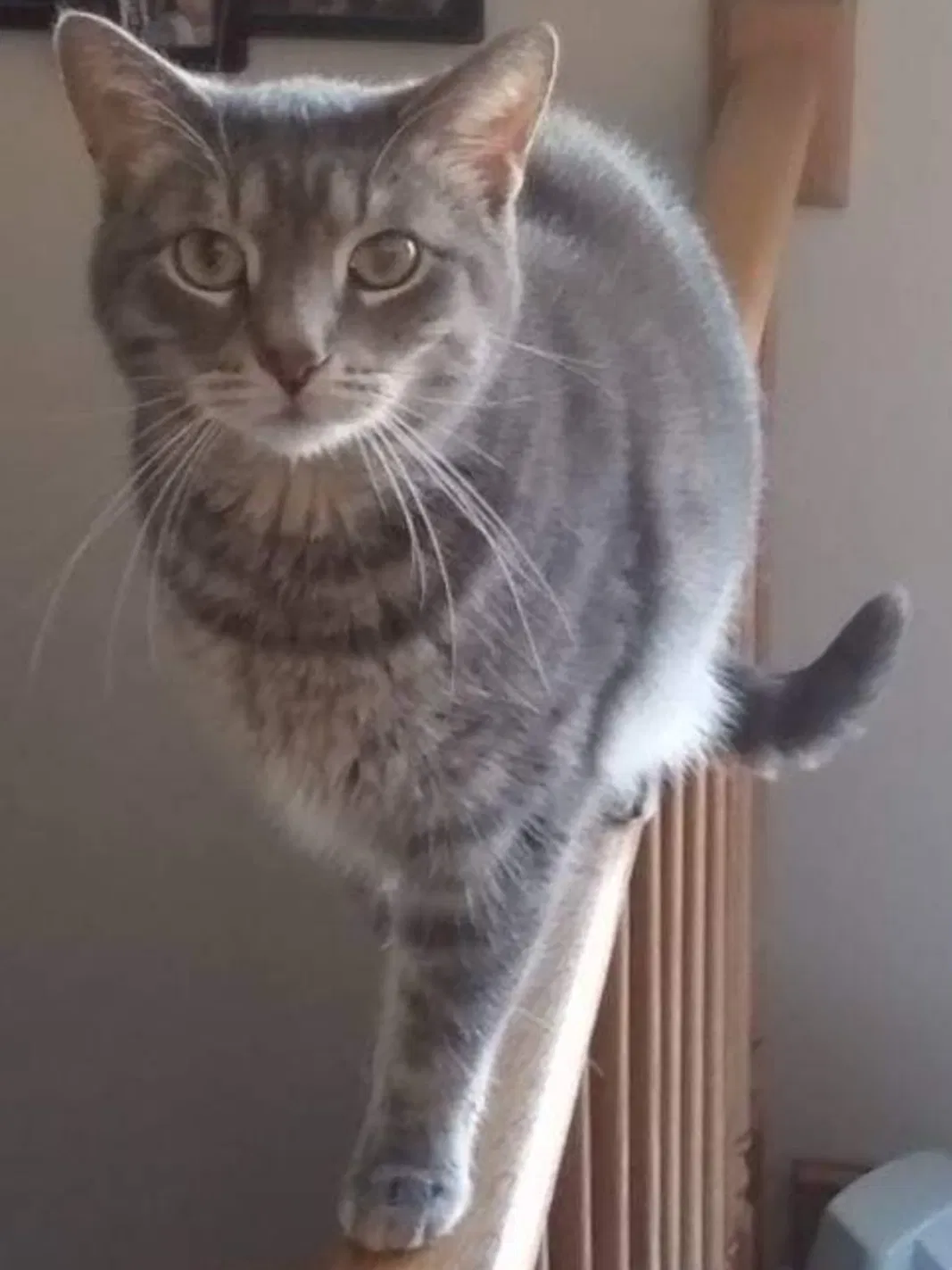 Lost cat in Frankfort, IL, 60423