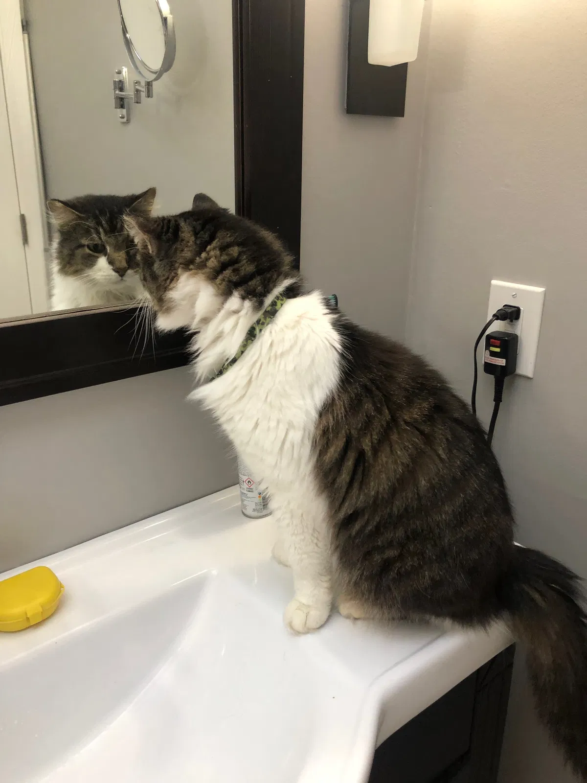 Lost cat in Kalamazoo, MI, 49008