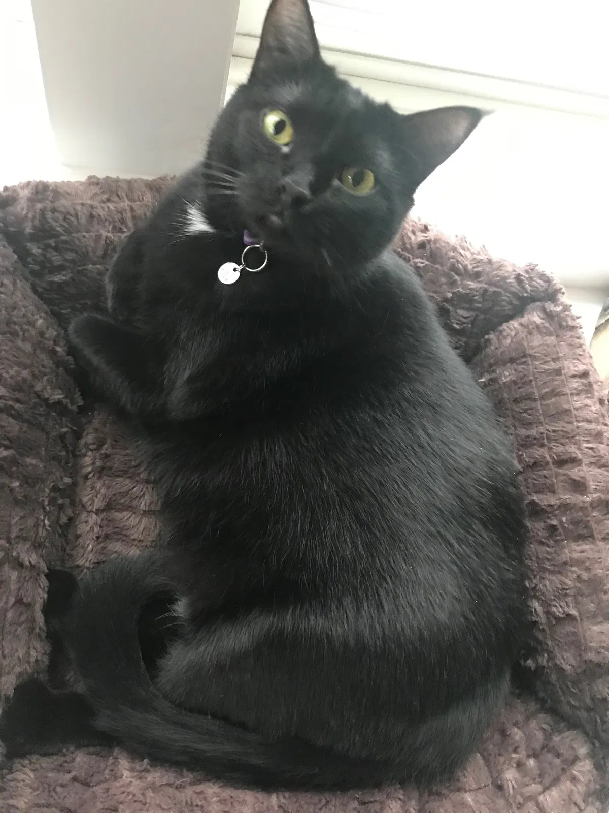 Lost cat in Elk River, MN, 55330