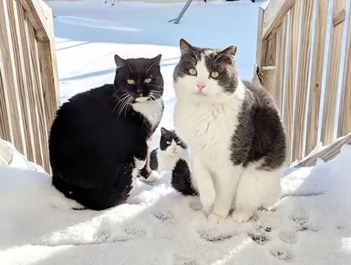 Lost cat in Chicago, IL, 60647