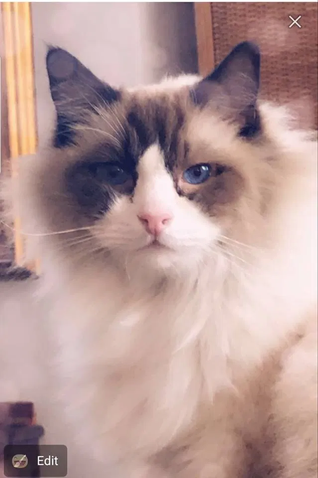 Lost cat in San Clemente, CA, 92673