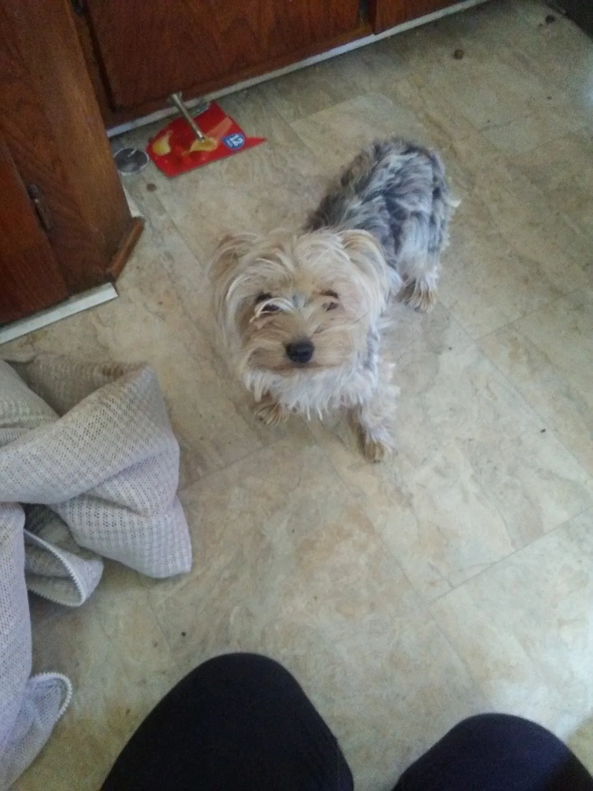 Lost dog in Banning, CA, 92220