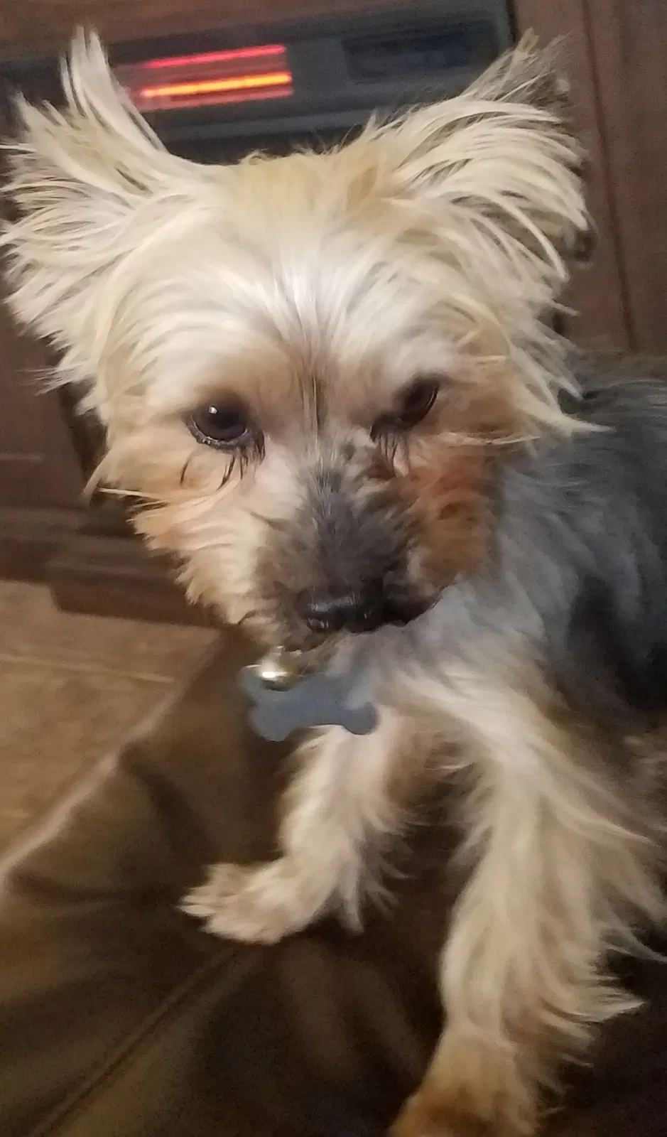 Lost dog in Guthrie, OK, 73044