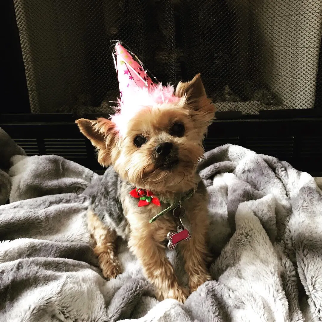 Lost dog in Indianapolis, IN, 46203