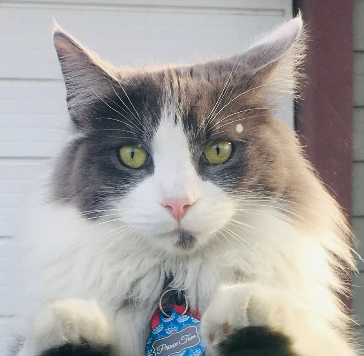 Lost cat in Victoria, TX, 77901