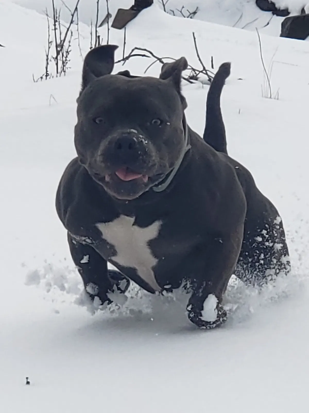 Lost dog in Halsey, OR, 97348