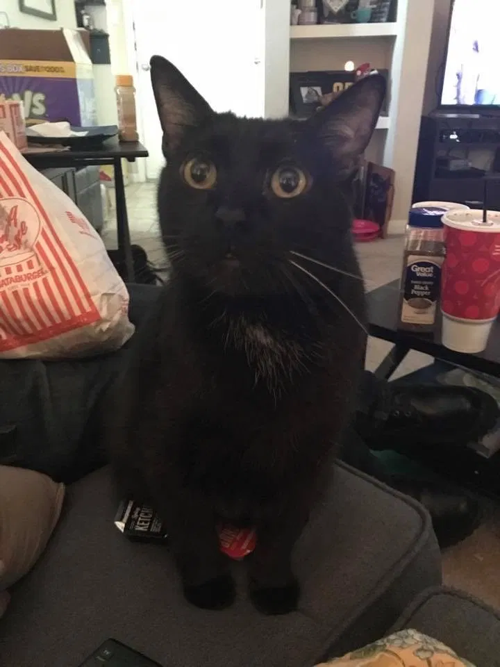 Lost cat in Pasadena, TX, 77505
