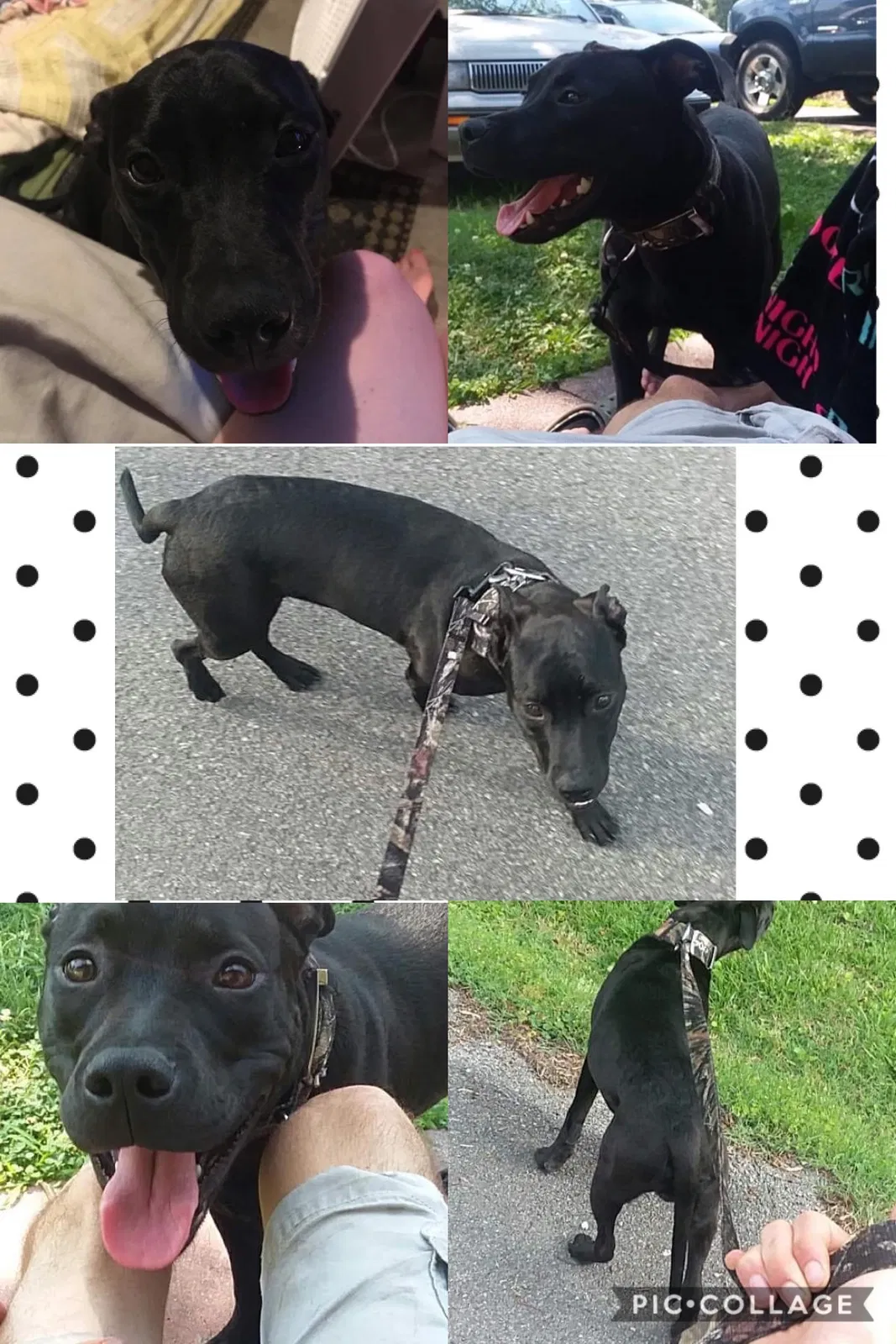 Lost dog in Cleveland, TN, 37323
