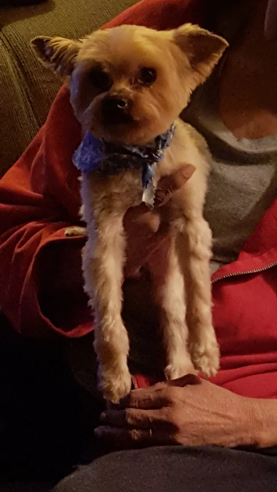 Lost dog in Florissant, MO, 63031