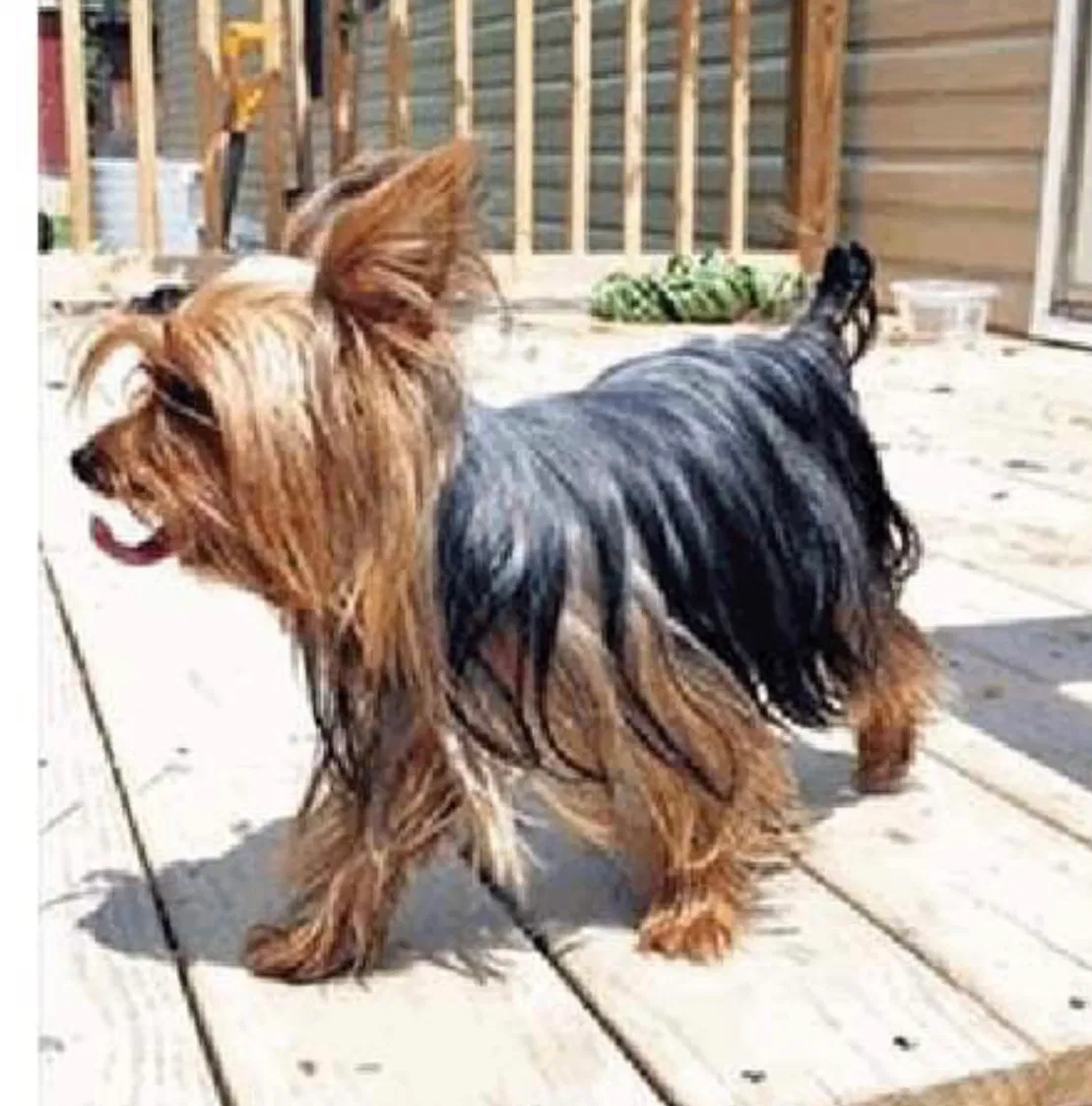 Lost dog in Jackson, OH, 45640