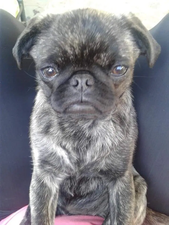 Lost dog in The Dalles, OR, 97058