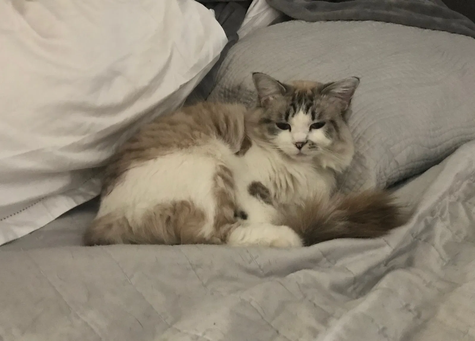Lost cat in Scottsdale, AZ, 85258