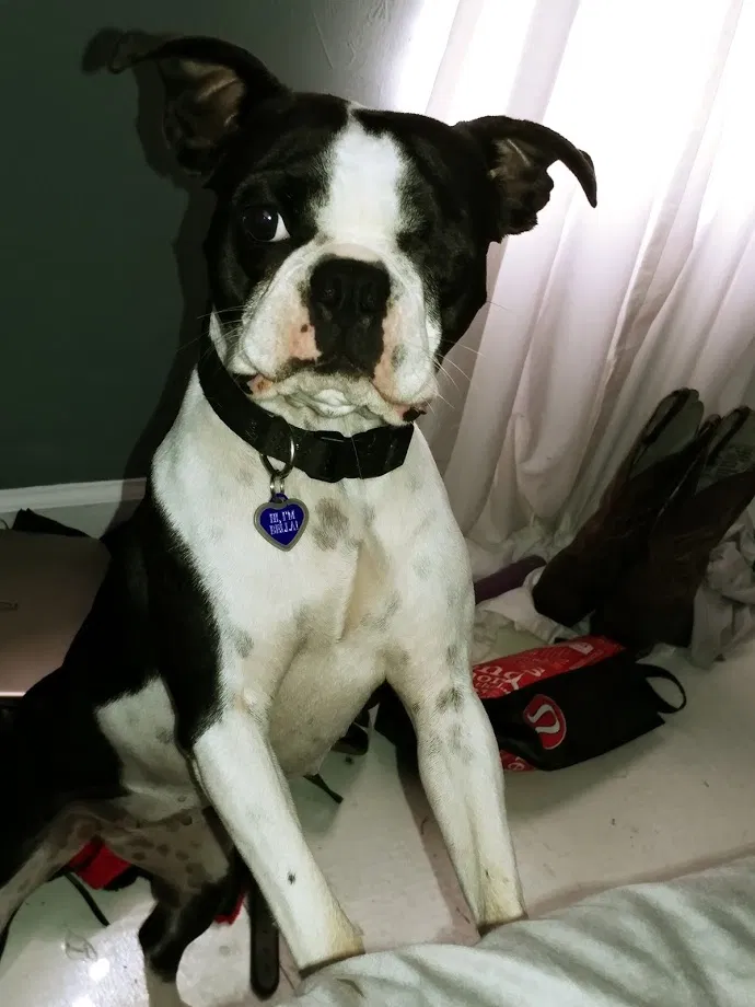 Lost dog in Tallahassee, FL, 32301