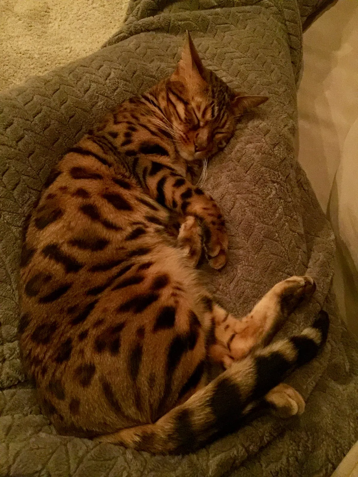 Lost cat in Bothell, WA, 98021