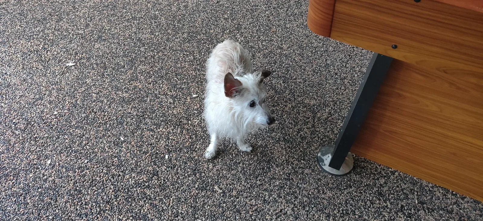 Found dog in Casselberry, FL, 32707
