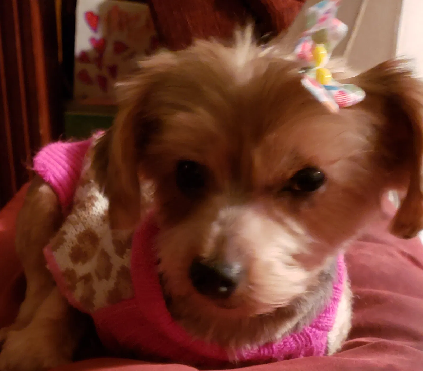 Lost dog in Jemison, AL, 35085