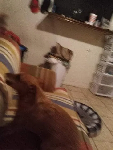 Lost dog in Lubbock, TX, 79404