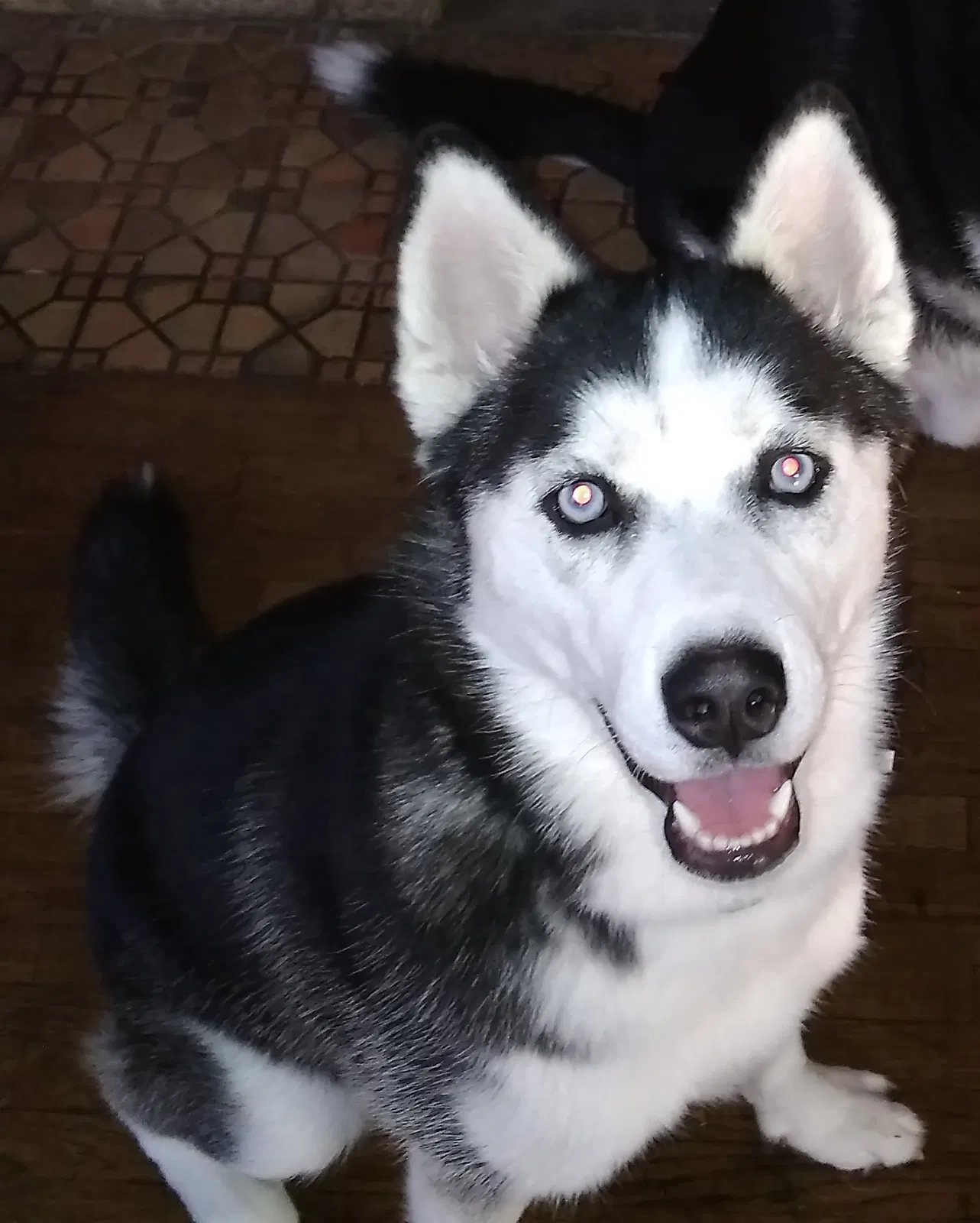 Lost dog in Wichita, KS, 67208