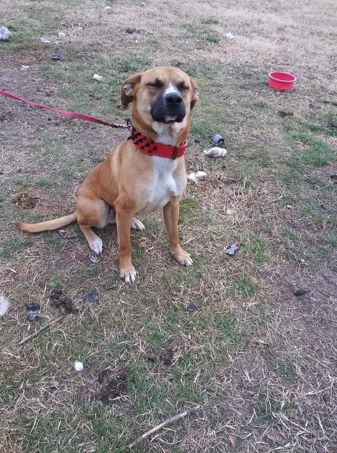 Lost dog in El Reno, OK, 73036