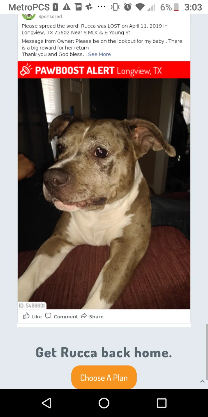 Lost dog in Longview, TX, 75602