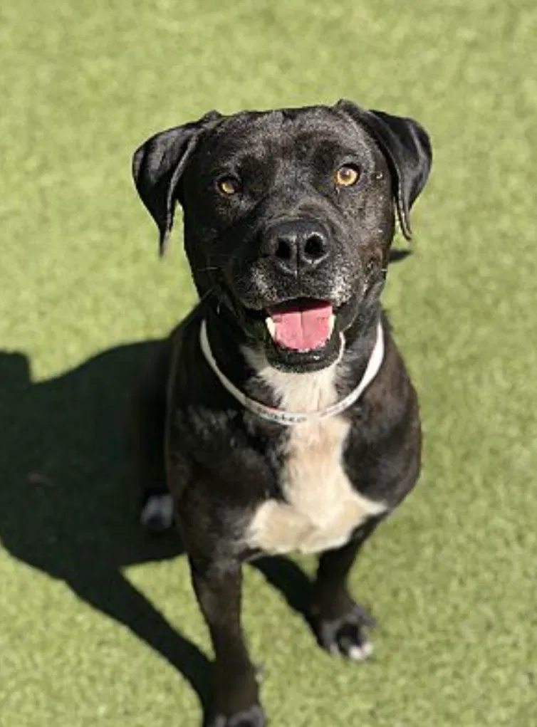 Found dog in Birmingham, AL, 35205