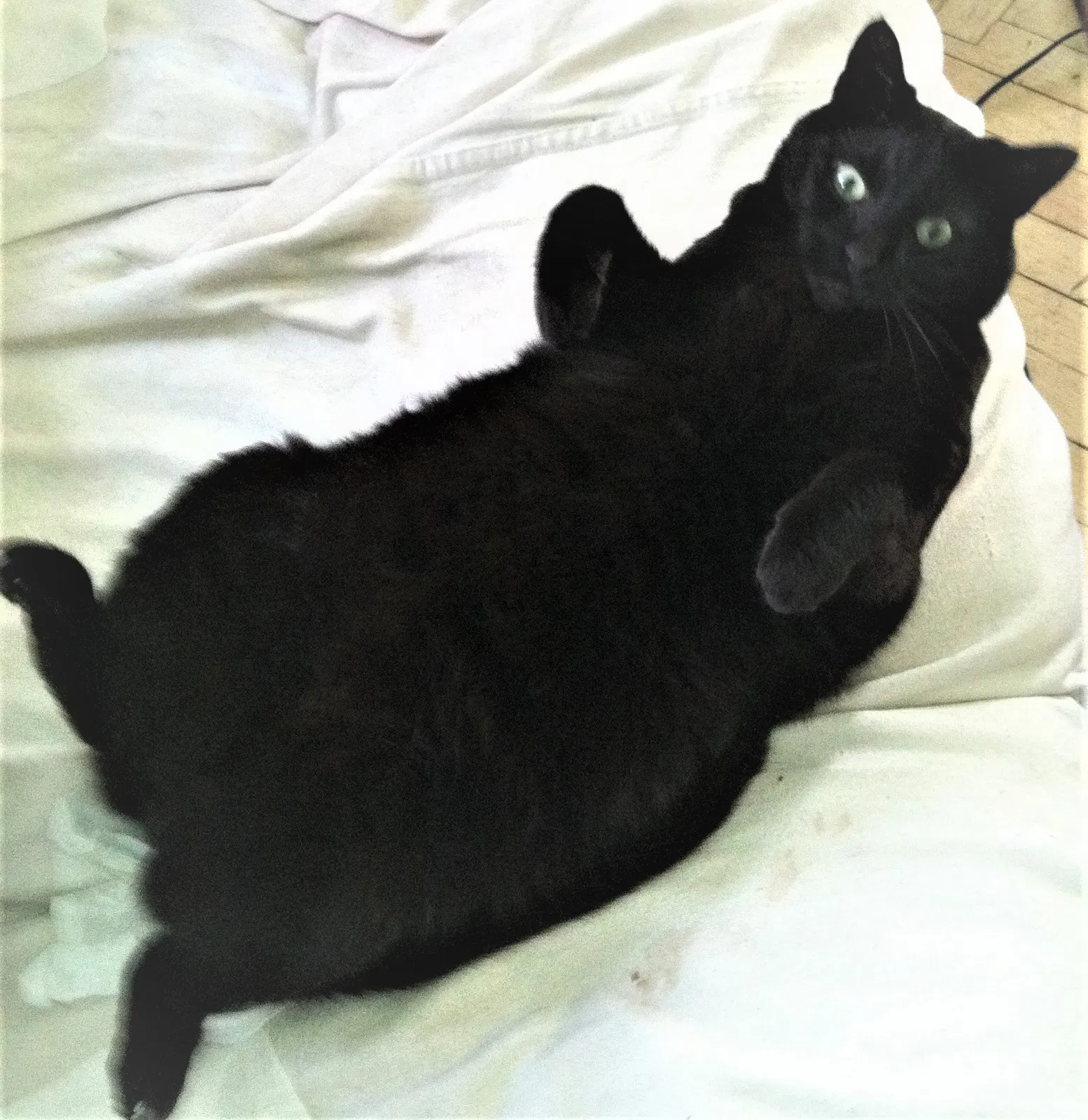 Lost cat in Staten Island, NY, 10301