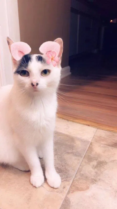 Lost cat in Harrisburg, PA, 17112