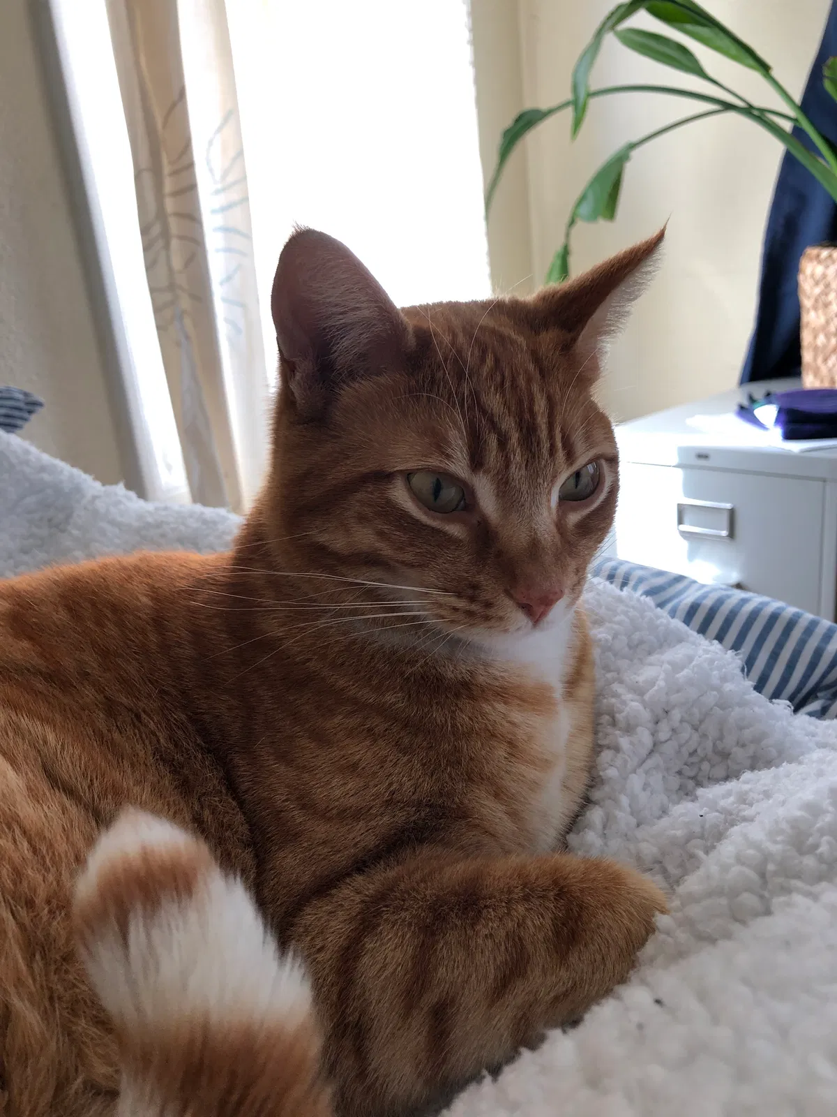 Lost cat in Berkeley, CA, 94705